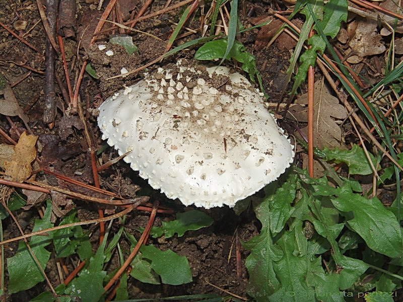 Amanita echinocephala